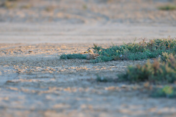 Adult birds and chick of Eurasian stone-curlew (Burhinus oedicnemus) photographed in close-up in their natural habitat on the shore of the Kuyalnik Estuary, Ukraine.