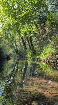 Rivi&egrave;re en &eacute;t&eacute;, Occitanie, berges eau arbre, nature, cigales, Occitanie, Sud de la France, H&eacute;rault