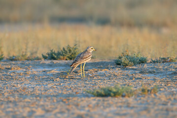 Adult birds and chick of Eurasian stone-curlew (Burhinus oedicnemus) photographed in close-up in their natural habitat on the shore of the Kuyalnik Estuary, Ukraine.