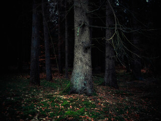 Mroczny las