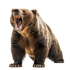 Obraz premium Large brown bear standing on all fours while roaring fiercely and showing its teeth