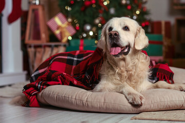 Labrador dog with plaid lying at home on Christmas eve