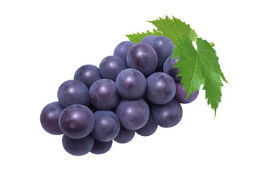 巨峰 イラスト リアル ぶどう