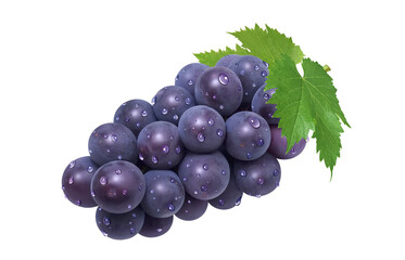 巨峰 イラスト リアル ぶどう