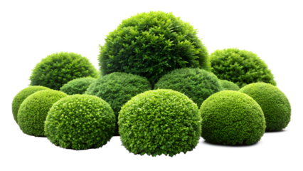 Vibrant Green Garden Bush Against a White Background – Ideal for Website Banners