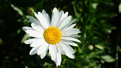 white Bellis perennis flowers blooming © wahid HA