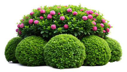 Vibrant Green Garden Bush Against a White Background &ndash; Ideal for Website Banners
