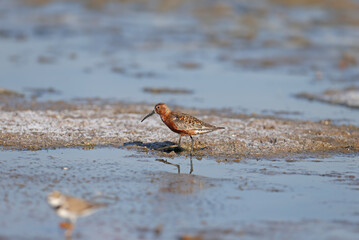 An adult male curlew sandpiper (Calidris ferruginea) photographed close up in the shallow waters of the estuary near the shore. Breeding plumage