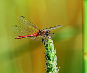 dragonfly on a leaf