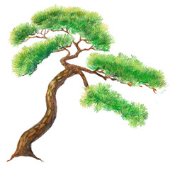 1월19일탄생화  소나무