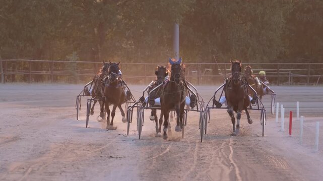 Racing horses trots and rider on a track of stadium. Competitions for trotting horse racing. Horses compete in harness racing. Horse runing at the track with rider.
