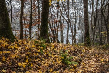 Obraz premium Jesień