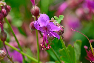 Balkan-Storchschnabel, Felsen-Storchschnabel // bigroot geranium, rock crane's-bill (Geranium macrorrhizum) - Montenegro