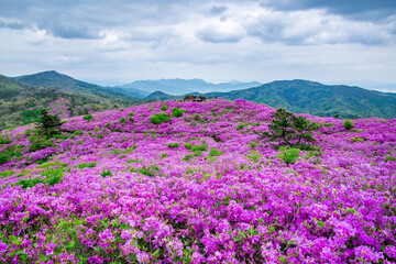 High angle and spring view of pink royal azalea flowers with hikers on observatory at Choamsan Mountain of Geumcheon-ri near Boseong-gun, South Korea
