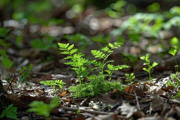 A close-up shot of ferns growing in the forest. This photo is perfect for illustrating a story or article about nature, growth, or the beauty of the forest.