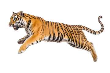 Fototapeta premium tiger jumping isolated on white