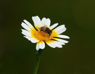 Obraz premium hoverfly on margeuerite,schwebfliege auf margerite