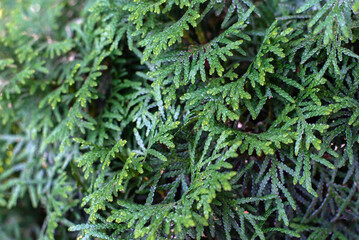 Abstract background with green thuja leaves