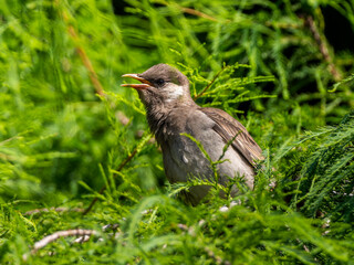 木にとまるムクドリの幼鳥