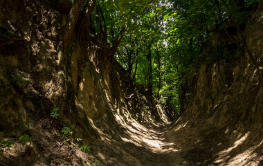 trail in the ravine, forest trail with tree roots in the walls, path in the forest 2