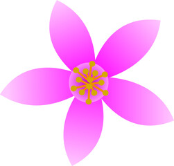 pink flower isolated on white background vector image or clipart