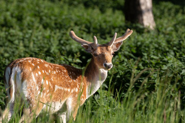 brown and white deer in forest background