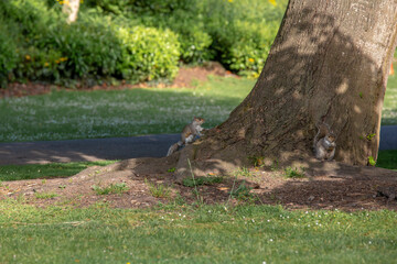 a grey squirrel standing by a tree trunk