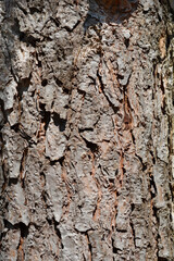 Italian stone pine bark detail