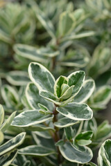 Shrubby veronica Classica Katrina Purple leaves