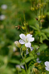 Bloody cranesbill Album flowers