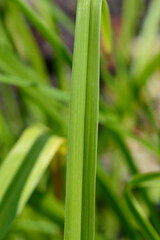 Obraz premium Daylily Frans Hals leaf detail