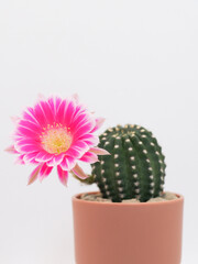 Pink Bolivia Cactus Flower in Terracotta Pot on White Background - Perfect for Home Decor and Botanical Studies