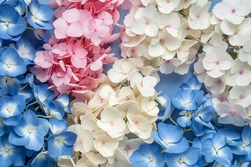 Obraz premium Hydrangea flowers flat lay in blue, white, and pink with copy space on hortensia background