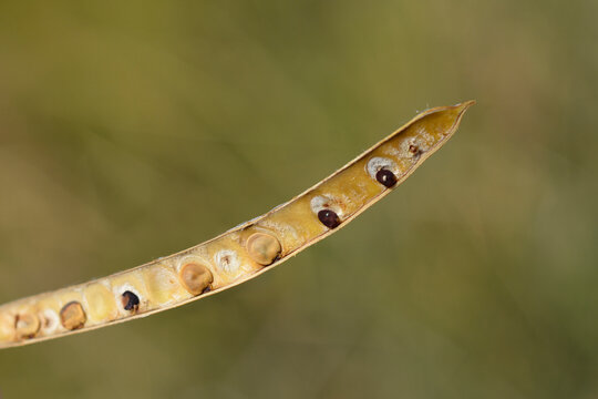 Spanish broom open seed pood with seeds
