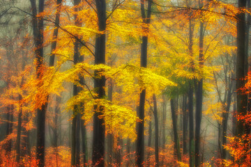 Jesienny las © Robert