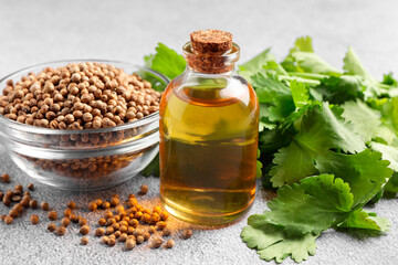 Coriander essential oil, seeds and green leaves on grey table