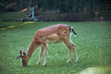 Deer fawn animal on forest background