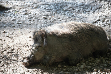Wild boar in forest mud.