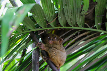 Philippine tarsier
