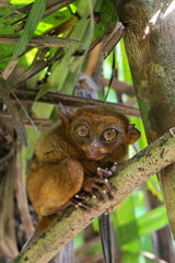 Philippine tarsier