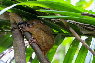 Philippine tarsier