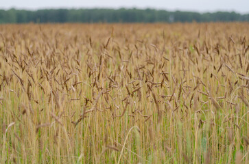 Sunrise in agricultural field with ears of young green wheat and a path through. ears of grass horizontal photo Hight quality. Forest on background.