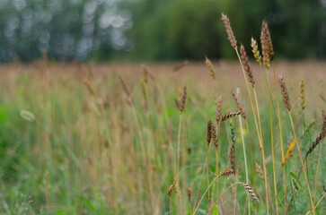ears of grass horizontal photo Hight quality. Forest on background. Sunrise in agricultural field with ears of young green wheat and a path through.