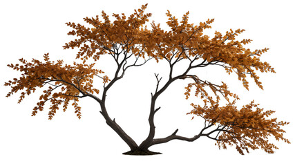 Fototapeta premium Large Autumn Branch on Transparent Background
