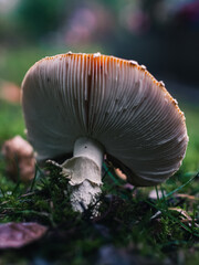 Mushroom in the forest