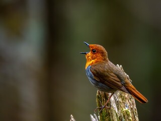 森の中で枯れ木に留まってさえずるコマドリの雄