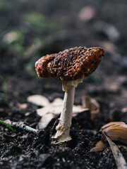 Mushroom in the forest