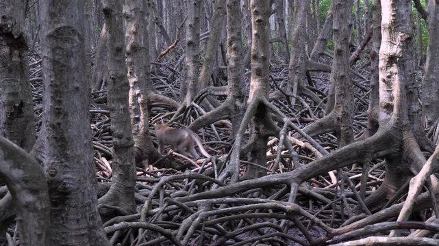 Almost camouflaged by mangrove woodland, animals passing undetected