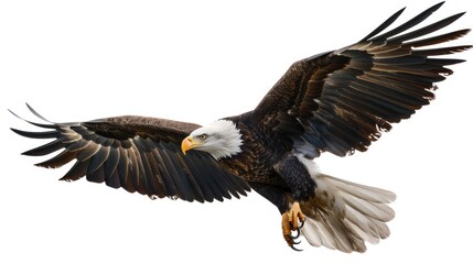 Fototapeta premium A majestic bald eagle soars through the air, its wings outstretched