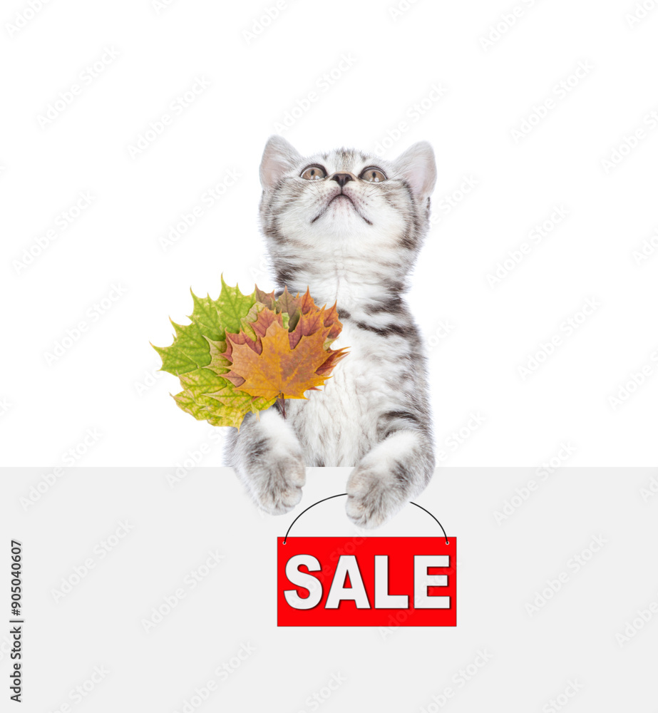 Poster cute kitten holds dry leaves and shows signboard with labeled 